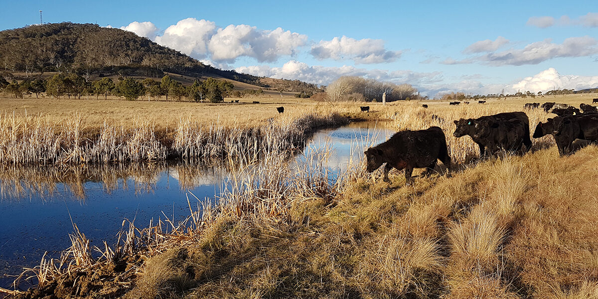 Farm landscape